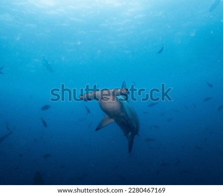 A Hammerhead Shark Swimming in the Galapagos islands