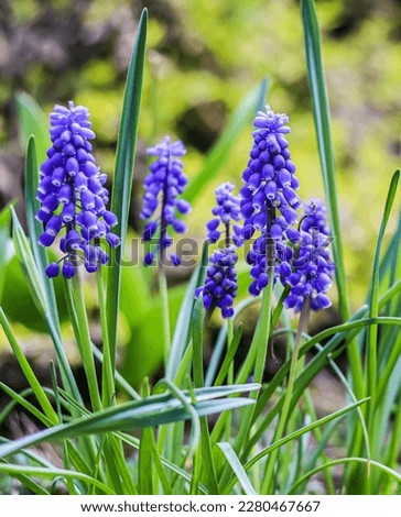 Blue buds flowers Muscari armeniacum or Grape Hyacinth. Viper bow Royalty-Free Stock Photo #2280467667