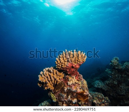 A Coral Bommie glistens in the sunshine on Australia's Great Barrier Reef Royalty-Free Stock Photo #2280469751