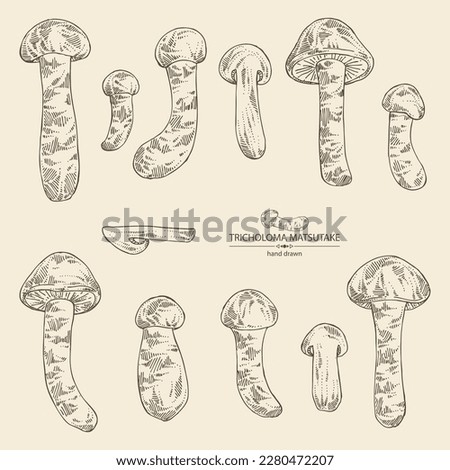 Collection of tricholoma matsutake: piece of matsutake, tricholoma matsutake mushrooms. Vector hand drawn mushroom illustrations Royalty-Free Stock Photo #2280472207