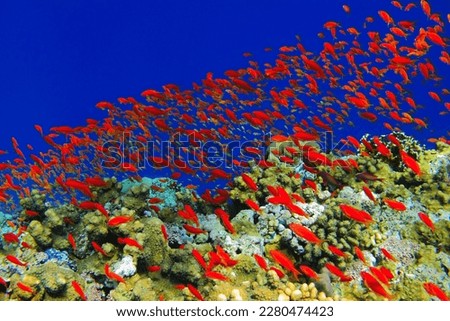 School of bright red tropical fish (anthias) on the coral reef. Scuba diving with the marine life, underwater photography. Vivid aquatic wildlife, travel picture. Healthy reef, animals in the water.