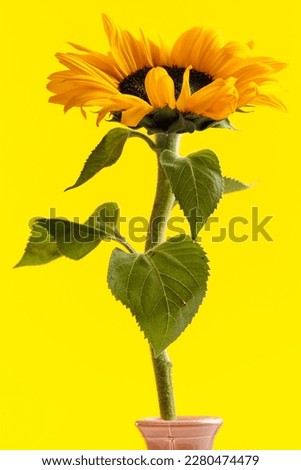 Nature themed picture of wonderful yellow sunflower with big leaves and full petals against yellow background