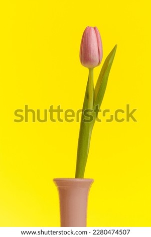 Nature themed picture of lovely pink tulip standing in a pot against yellow background