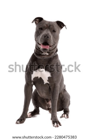Picture of beautiful American Staffordshire Terrier dog sitting and sticking out tongue, wearing a leash at neck against white studio background
