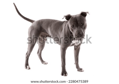 Picture of cute American Staffordshire Terrier dog looking away and being curious, wearing a leash at neck against white studio background