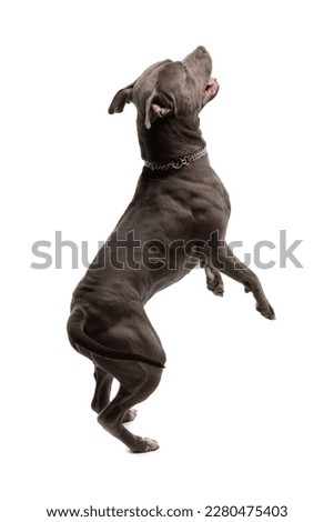 Picture of cute American Staffordshire Terrier dog turning to the side and dancing, wearing a leash at neck against white studio background