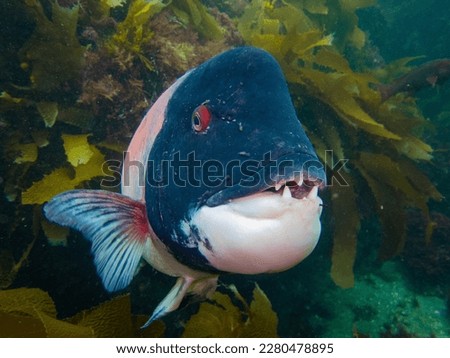 A California Sheephead Swims through the Kelp Forests of Channel islands national park