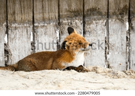 Old Red Fox Lying on the Sand by a Wooden Fence