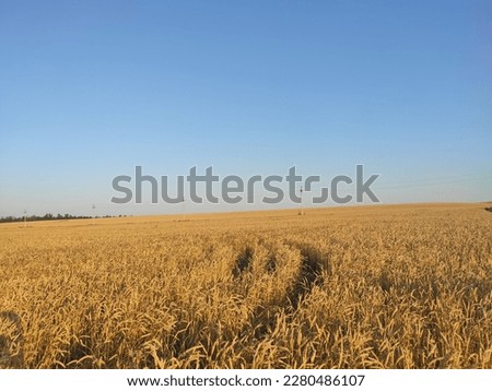 a summer field of wheat shines with gold under a clear sky