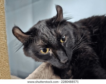 A closeup of a black highlander cat with curled ears.