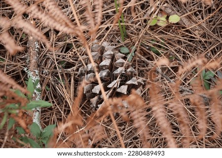 pine cone surrounded by dry pine needles in a natural space. selective focus. copy space. background