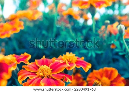 Background from orange marigold flowers, close-up. Bright french marigolds for publication, poster, calendar, post, screensaver, wallpaper, postcard, banner, cover, website. High quality photography