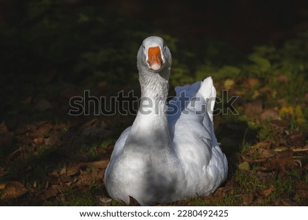 Pictures of a goose, white and grey, belonging to the family of domestic goose, standing in a lawn in a park of Maastricht, curious, staring. These are common geese, a symbol of the anser domesticus f