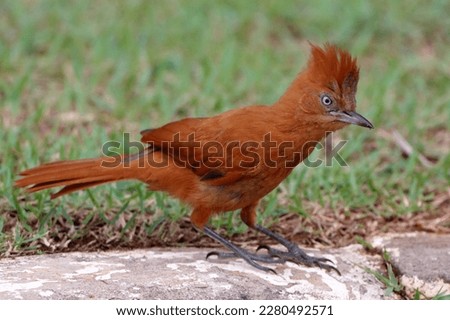 Caatinga Cacholote (Pseudoseisura cristata), isolated, perched on the ground over green grass. bird of the Furnariidae family Royalty-Free Stock Photo #2280492571