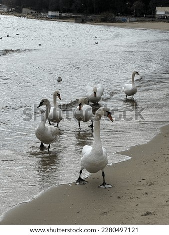 Swans in the Black Sea is a natural phenomenon of mother nature. A wonderful sight before spring. In the summer, these beautiful birds fly to the north.Great moments in camera.