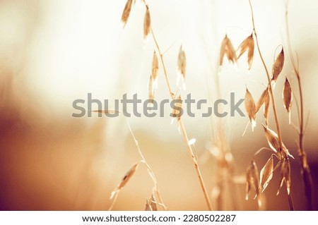 Warm golden, brown and rust color nature photography.  Glowing in the sun artwork.