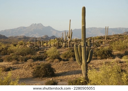 Saguaro Cactus in the Arizona Desert at Dusk Royalty-Free Stock Photo #2280505051