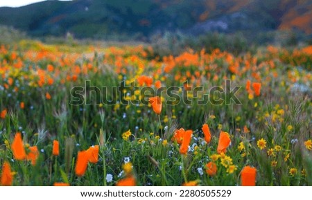 Took a visit to Lake Elsinore in California to see the recently bloomed poppies. 