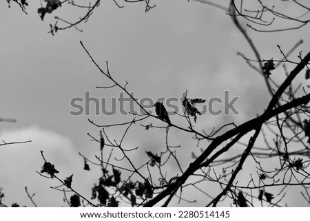 Bluebird silhouette against a cold sunny sky in BW Jenningsville Pennsylvania