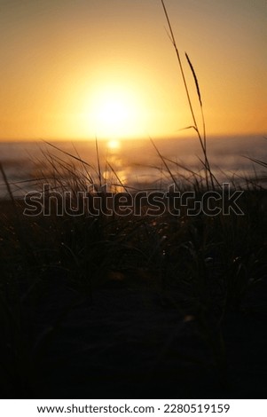 Orange sunset on the beach with grass