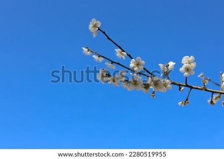 a plum blossom in the clear spring