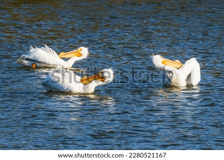 American White pelican. Flock of pelicans floating on water on the lake at sunset.