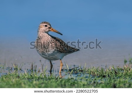 A pectoral sandpiper, Calidris melanotos, on the green grasses by the water.  Royalty-Free Stock Photo #2280522705
