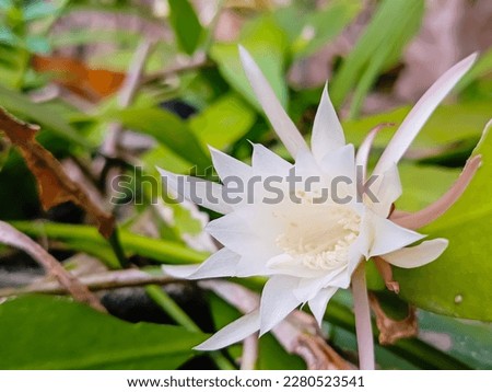 White flower of fishbone cactus or zig zag cactus. It's known as wijaya kusuma flower to Indonesian. Flower on the foreground and blurry leaves on the back. Royalty-Free Stock Photo #2280523541