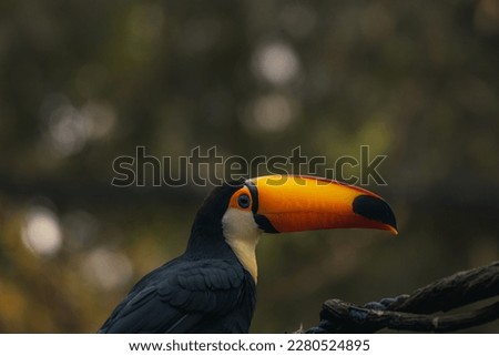 Exotic Brazilian toucan bird in natural setting in Foz do Iguacu, Parana, Brazil.