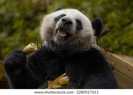 Portrait of Giant Panda feeding on bamboo tree in nature habitat.