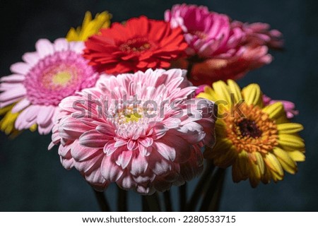 Gerbera flower close up shot