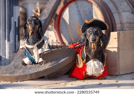 Funny dogs in costumes of a pirate and a captain in a cocked hat stand on the deck of the ship next to anchor. Costumed entertainment team building team games quiz. Animation for children's holiday