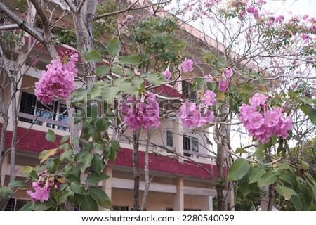 Tabebuia Rosea flower, Bignoniaceae,  rosy trumpet tree, pink flower