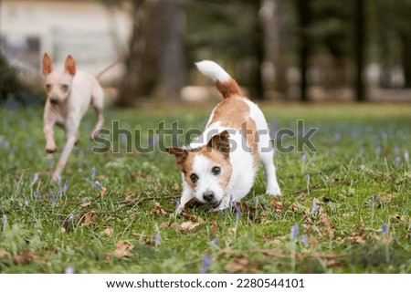 dog plays with a bump. Active Jack Russell Terrier on grass, in the park. Walking with a pet