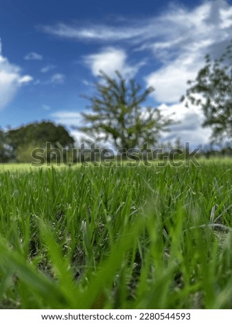 grass picture with beatiful sky