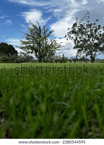 grass picture with beatiful sky
