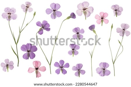 Pressed and dried flowers viscaria. Isolated on white background. For use in scrapbooking, floristry or herbarium. Royalty-Free Stock Photo #2280544647