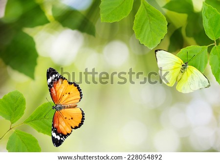 natural green background with butterflies