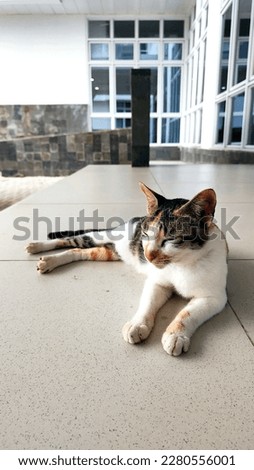 Elegant full body front side view of female Calico tri-color coat Domestic cat squinting her eyes