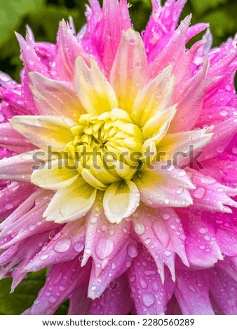 Close up of a flower, macro photo, in the castle de haar in Utrecht, Netherlands