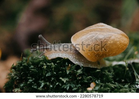 Snail sitting on the leaf