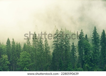 Forest covered in white fog