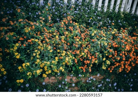 Lantana flowers Hydrangea flowers Hydrangeas on a fence,,