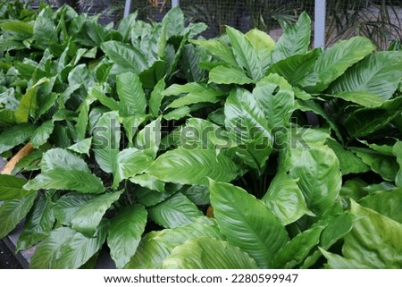 Lush foliage of Spathiphyllum kochii or peace lily plant. beautiful natural wallpaper. An evergreen tropical ornamental plant. Large, shiny, ribbed, dark green leaves that are shaped like lances. Royalty-Free Stock Photo #2280599947