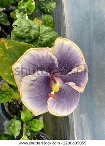 Tropical Hibiscus purple and cream