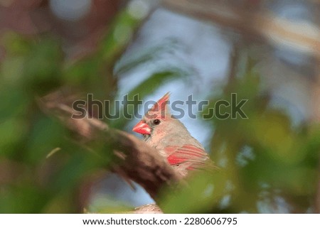 Closeup outdoor picture of beautiful songbird female northern cardinal nature environment wings beak orange brown feathers crested head perched bushes green leaves attractive blue sky background 
