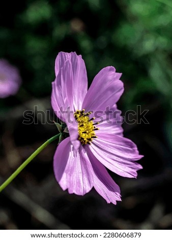 fresh bright purple cosmea flowers on a blurred natural background