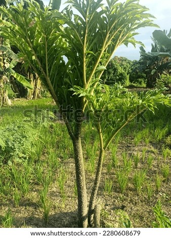 porang plants that grow in rice fields, around which banana trees grow. for the medical world this plant is a medicine to reduce cholesterol levels. its scientific name is AMORPHOPALLUS MUELLERI