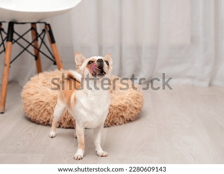 A chihuahua dog stands in a room against a background of a blurred dog bed and a chair. He licks his face with his tongue and looks up. The photo is blurred