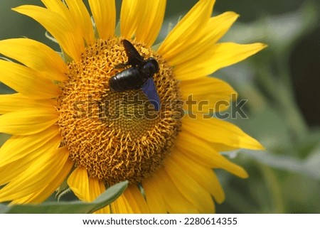 a wasp pollinating a sunflower